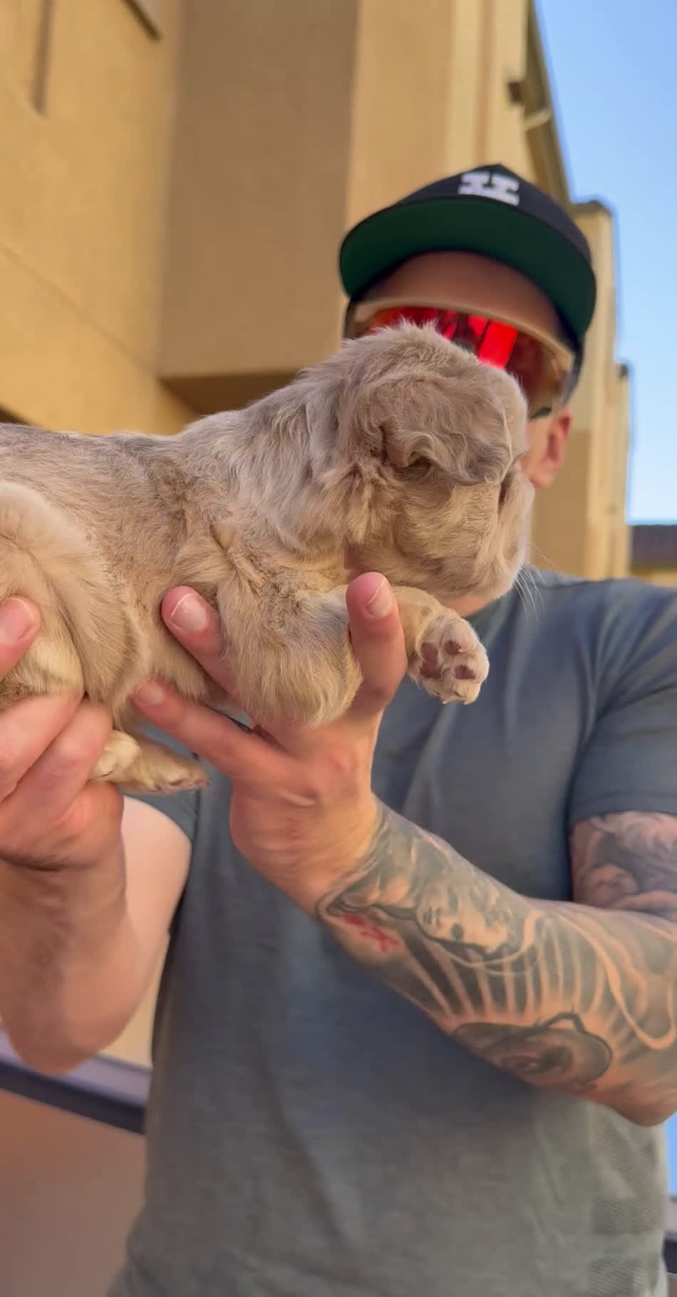 French Bulldog dogs for sale: Ace Boogie - Video 4