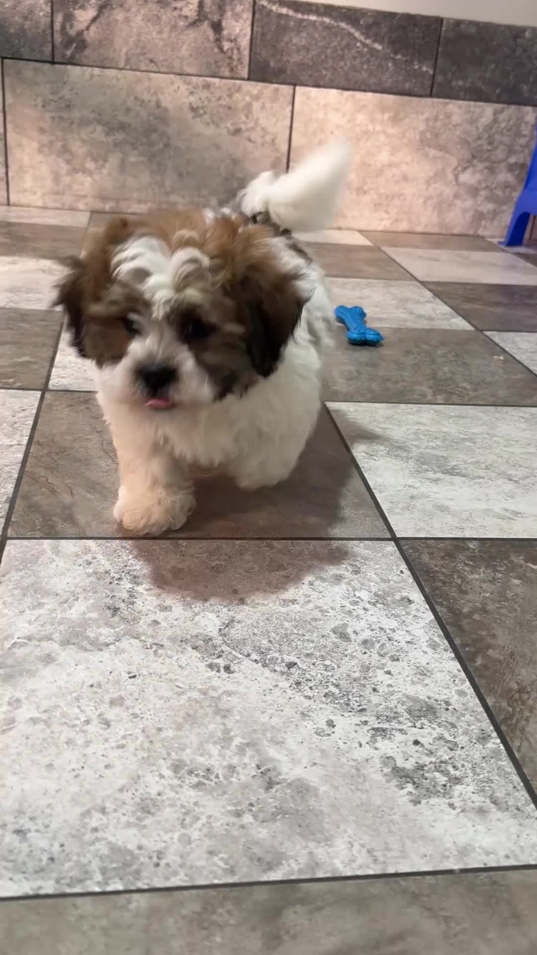 Teddy Bear dogs for sale: Nick - Video 1