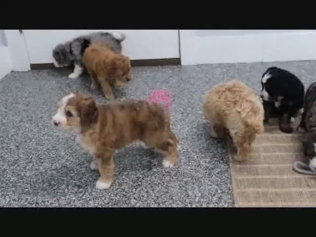 Mini Bernedoodle dogs for sale: Maggie - Video 4