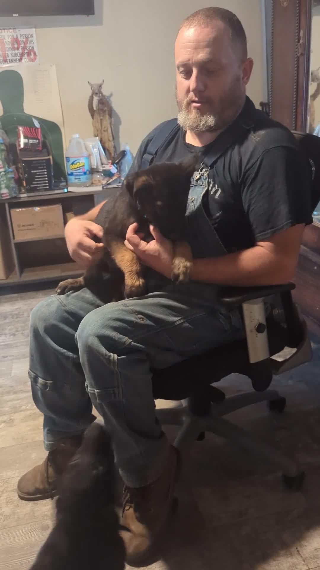 Belgian Malinois dogs for sale: Apollo (baby blue collar) - Video 1