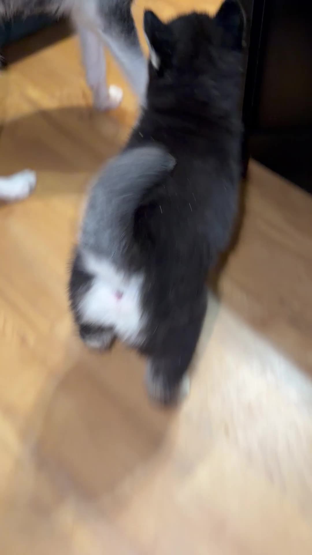 Siberian Husky dogs for sale: Storm - Video 1