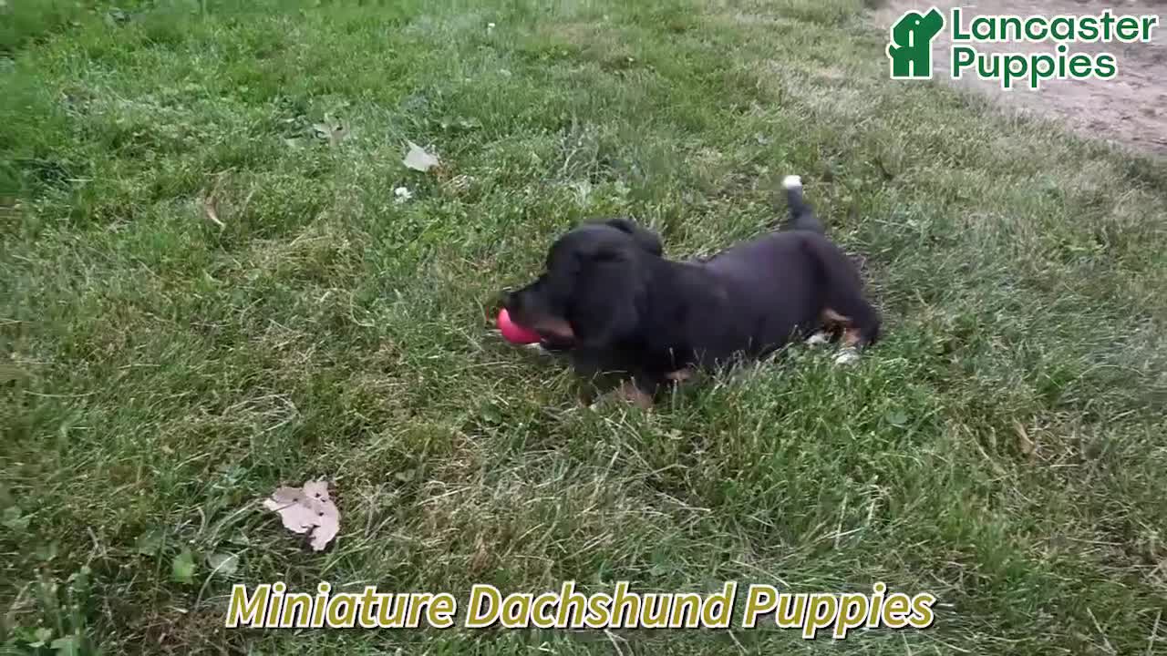 Miniature Dachshund dogs for sale: Chucky - Video 1