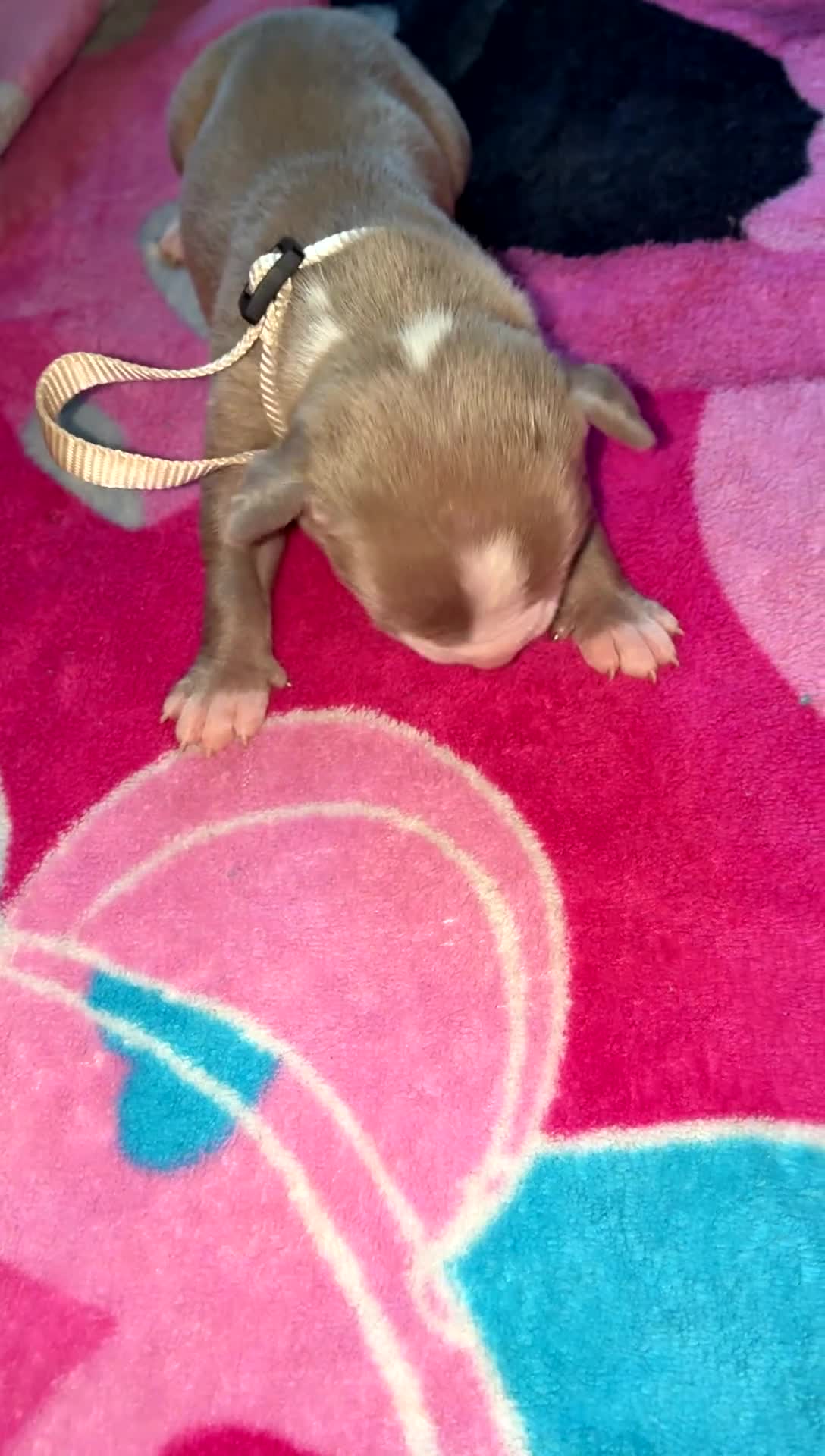 Mixed Breed dogs for sale: Mixed Breed Puppy 5 - Video 1