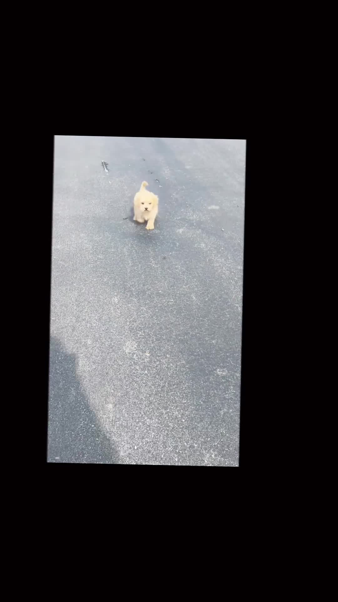 Maltipoo dogs for sale: Pebblewhisk - Video 1