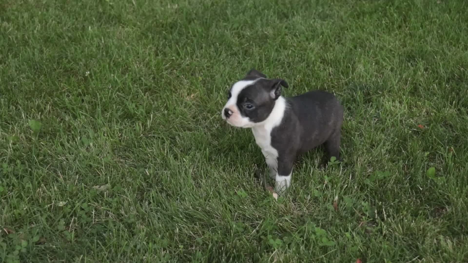Boston Terrier dogs for sale: Bruce Boston Terrier  - Video 1
