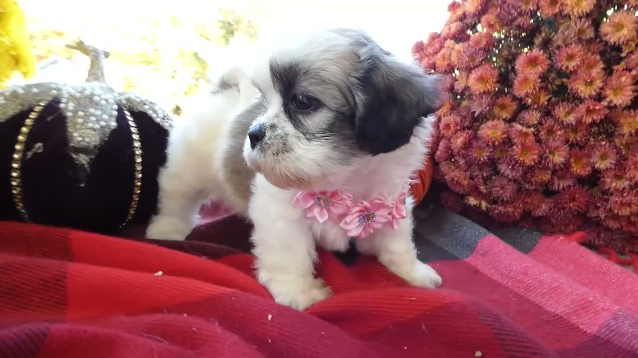 Shih Tzu dogs for sale: Shih Tzu 6 Pinky - Video 1