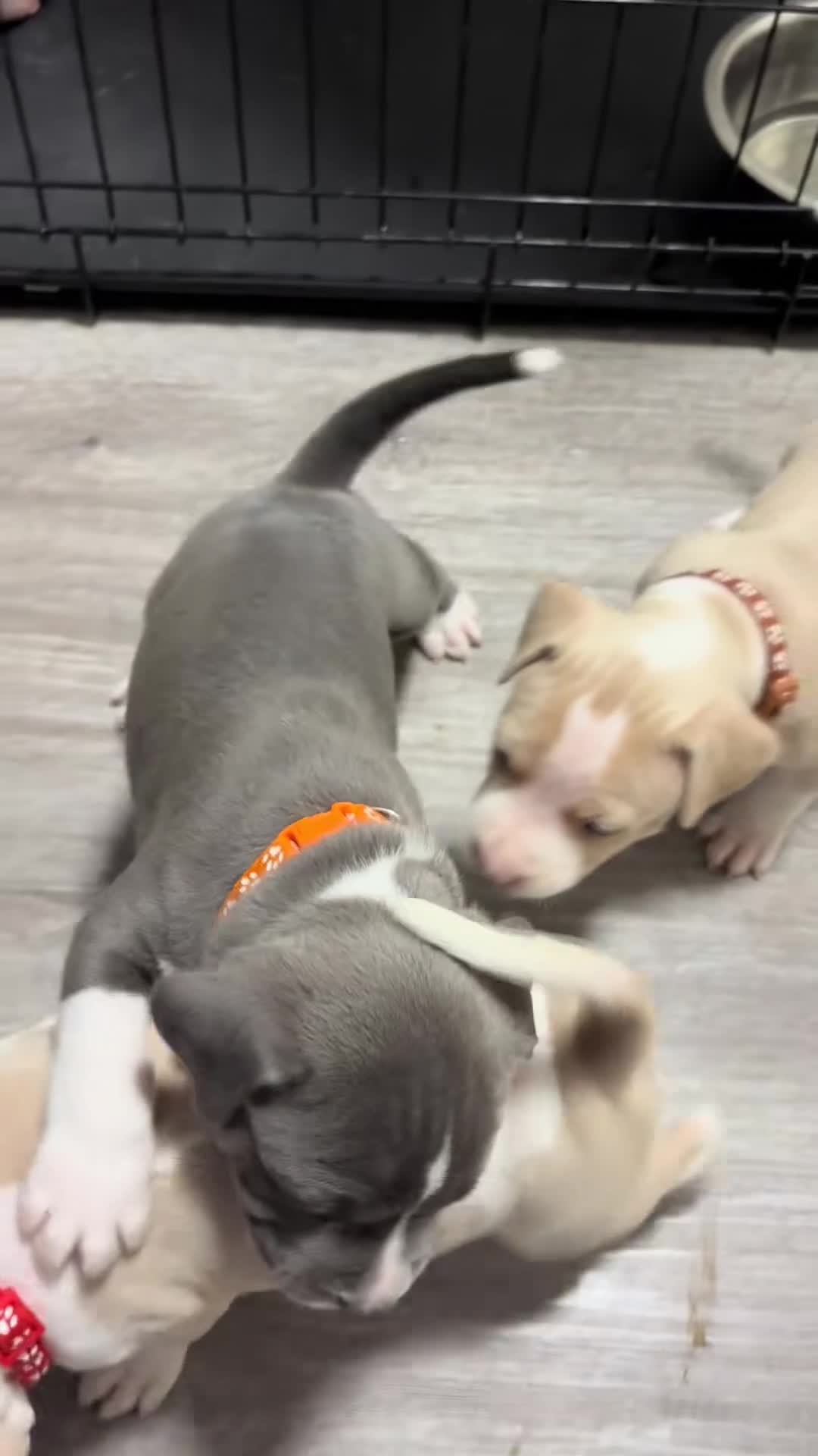 American Bully dogs for sale: American Bully 1 - Video 1