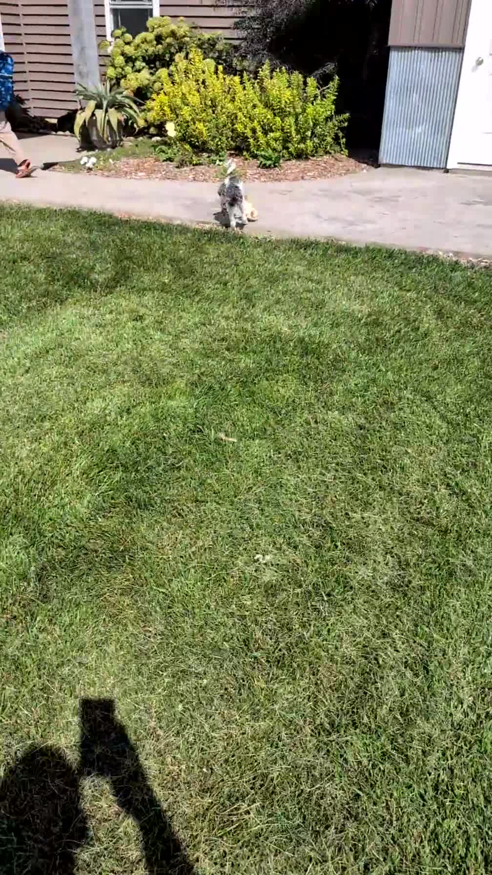 Cockapoo dogs for sale: Heath - Video 1