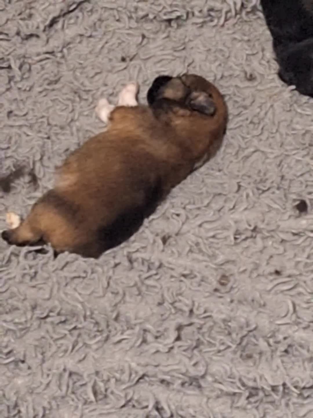 Pomeranian dogs for sale: Max - parti - Video 1