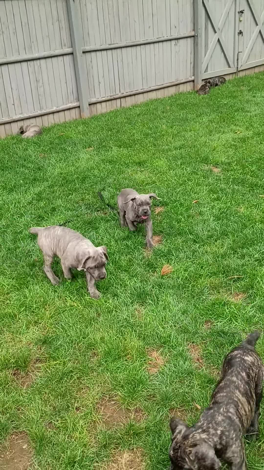 Cane Corso dogs for sale: Cane Corso 1 - Video 1