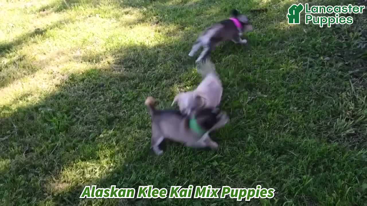 Mixed Breed dogs for sale: Sally - Video 1