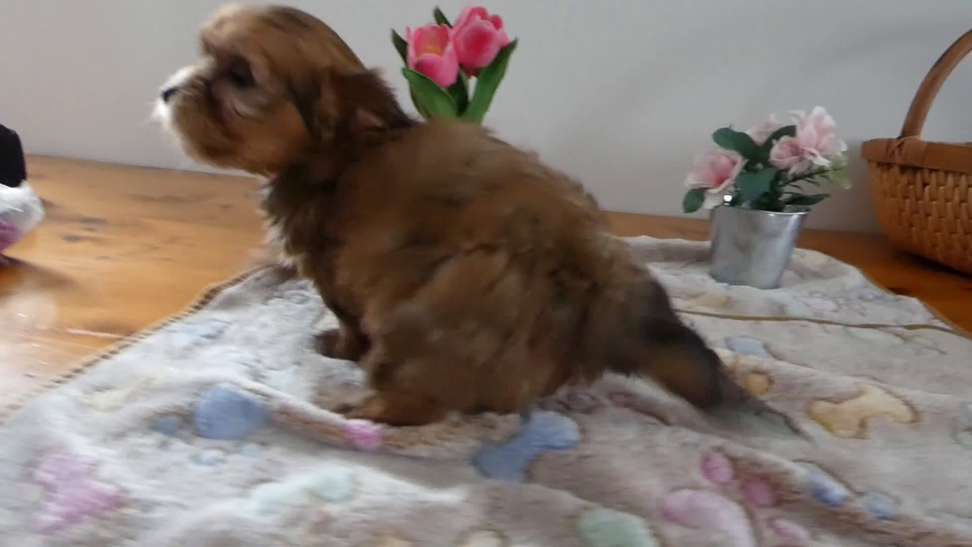 Morkie dogs for sale: Morkie Puppy 1 Scooter - Video 1