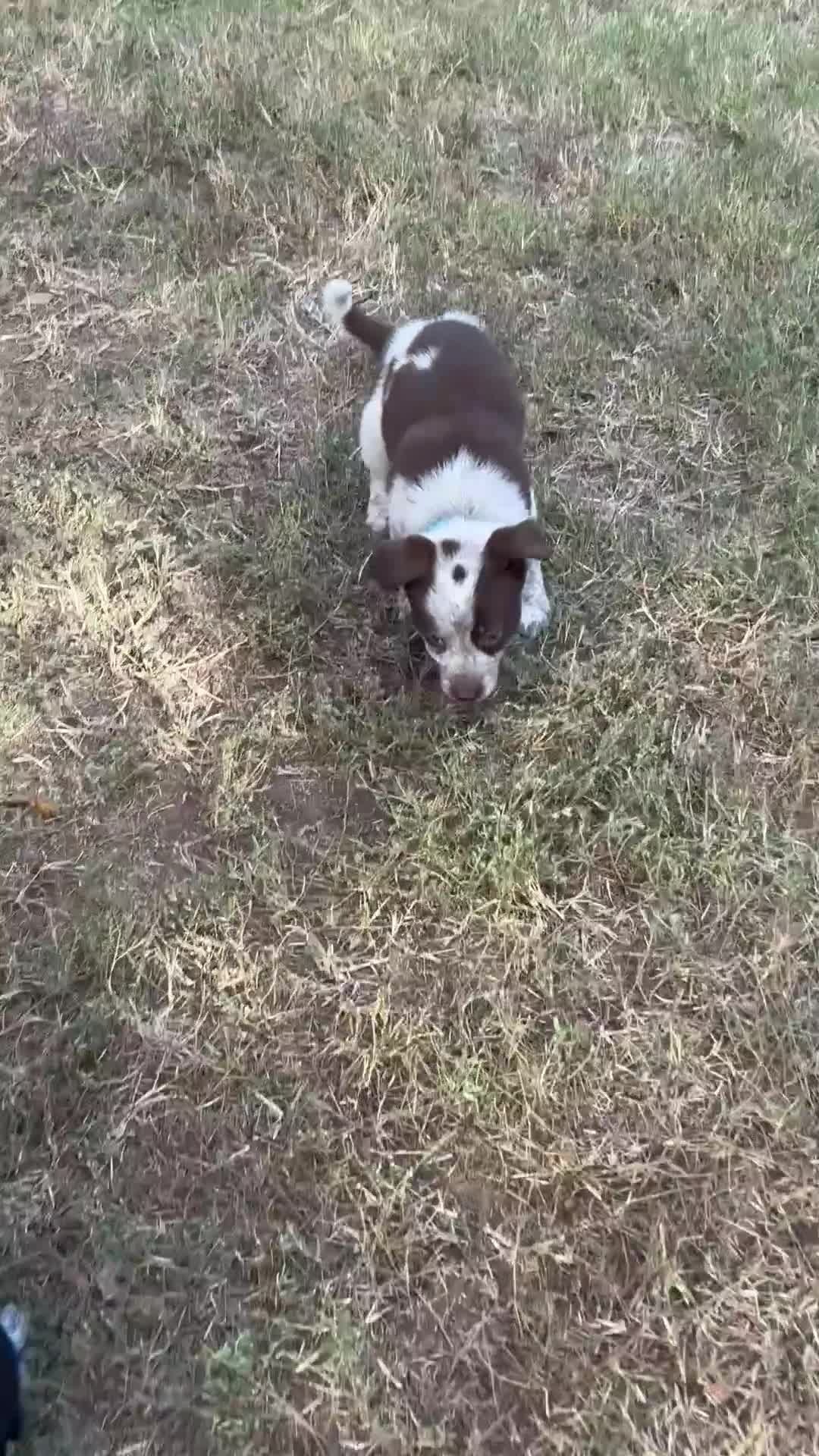 Mixed Breed dogs for sale: Black Collar - Video 3