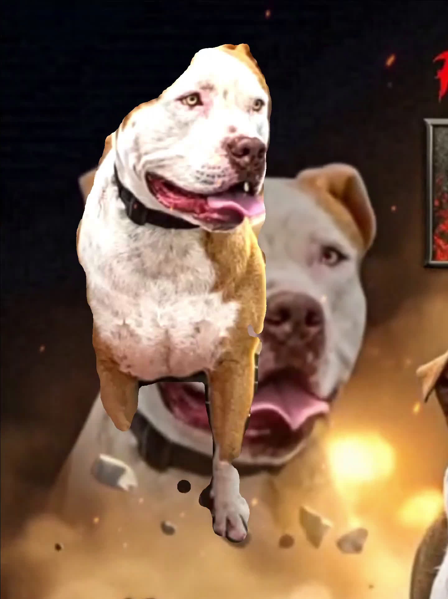 American Bully dogs for stud: RBK'S Kimbo - Video 1