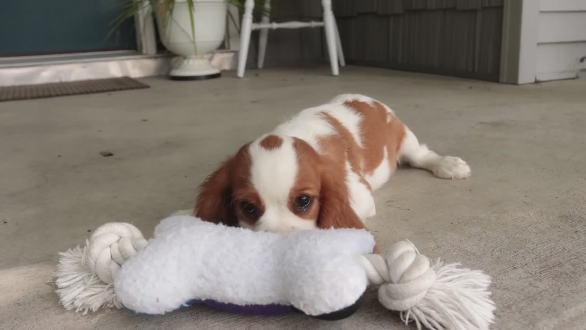 Cavalier King Charles Spaniel dogs for sale: Lincoln Cavalier King Charles Spaniel  - Video 1