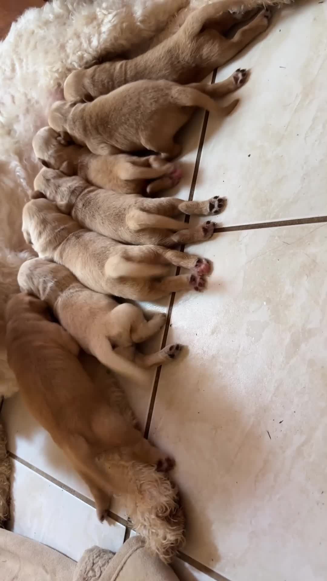 Goldendoodle dogs for sale: Spot  - Video 1