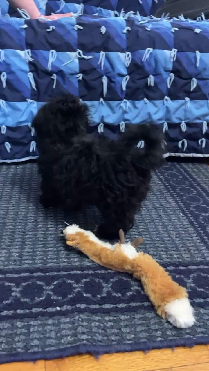 Havapoo dogs for sale: Baxter - Video 1