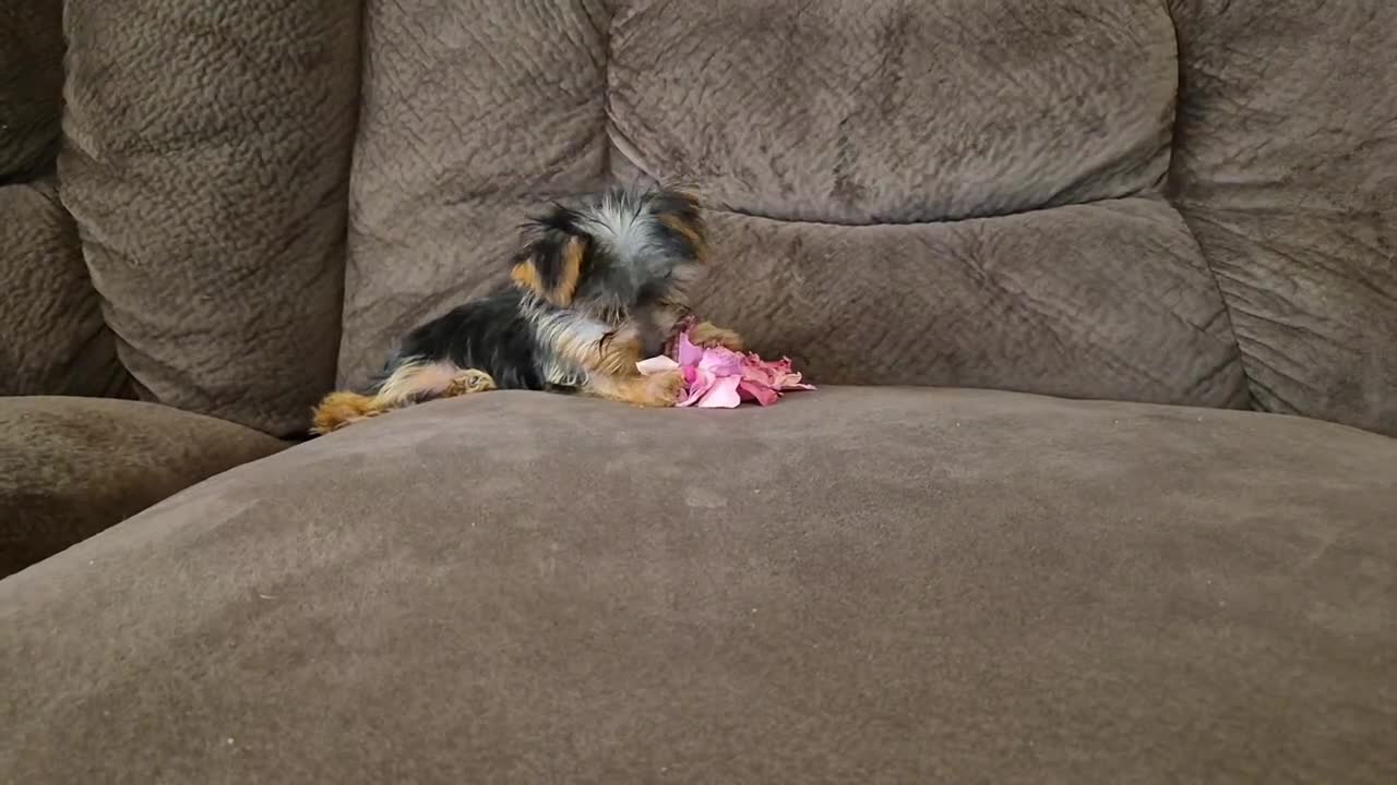 Yorkshire Terrier dogs for sale: Bambi - Video 1