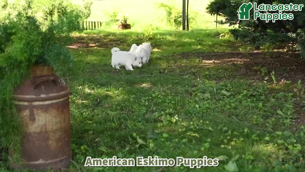 American Eskimo dogs for sale: Fido - Video 1