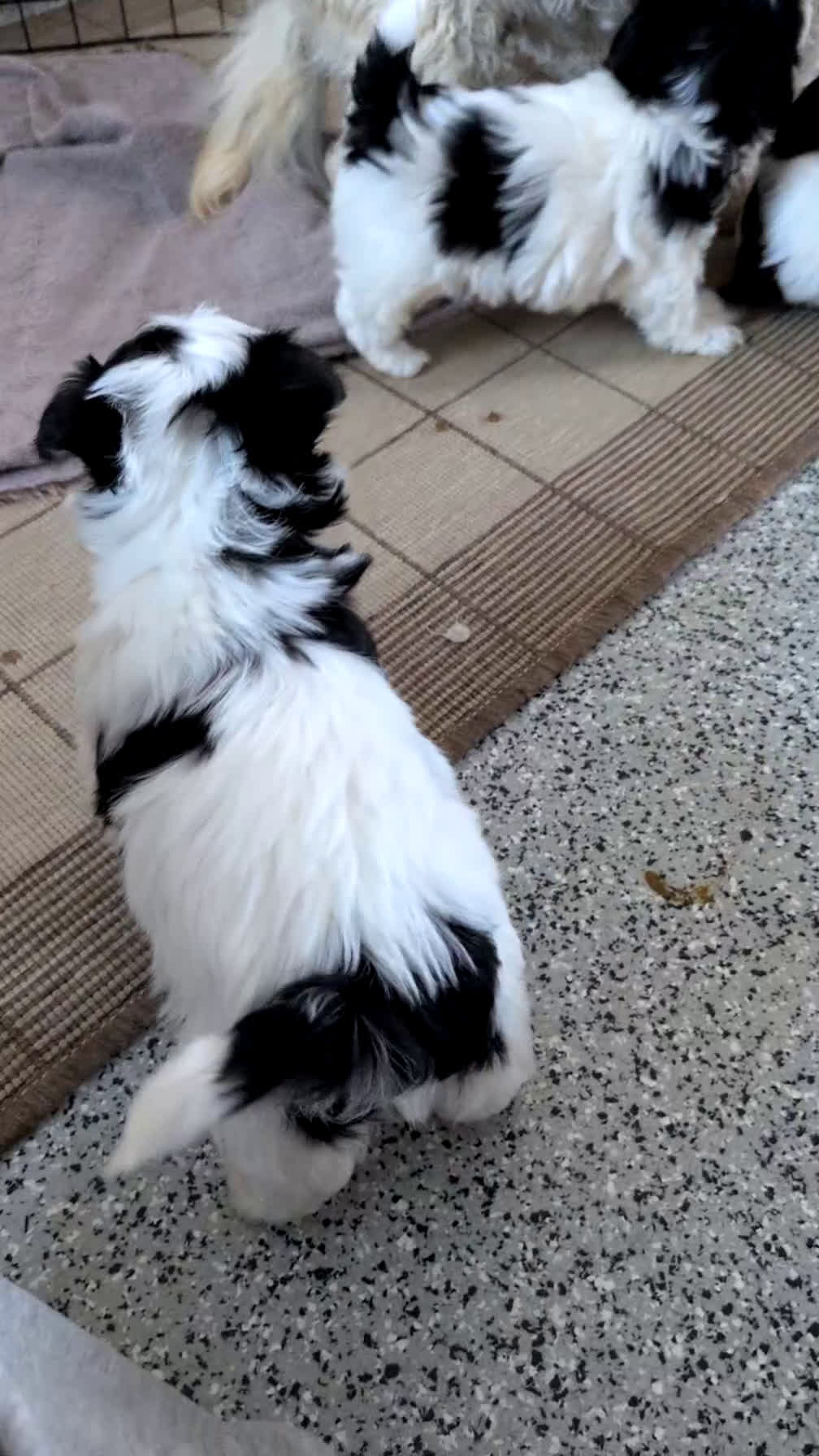 Havanese dogs for sale: Zeus - Video 3