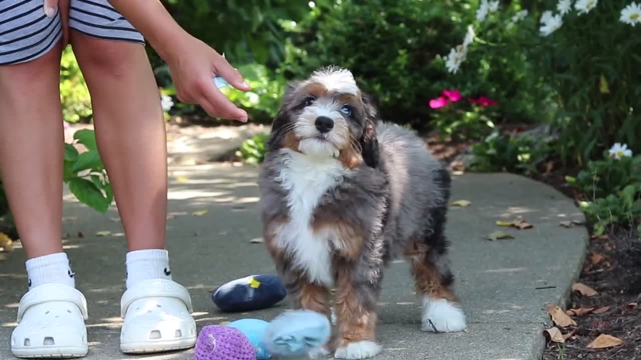 Mini Bernedoodle dogs for sale: Koda - Video 1