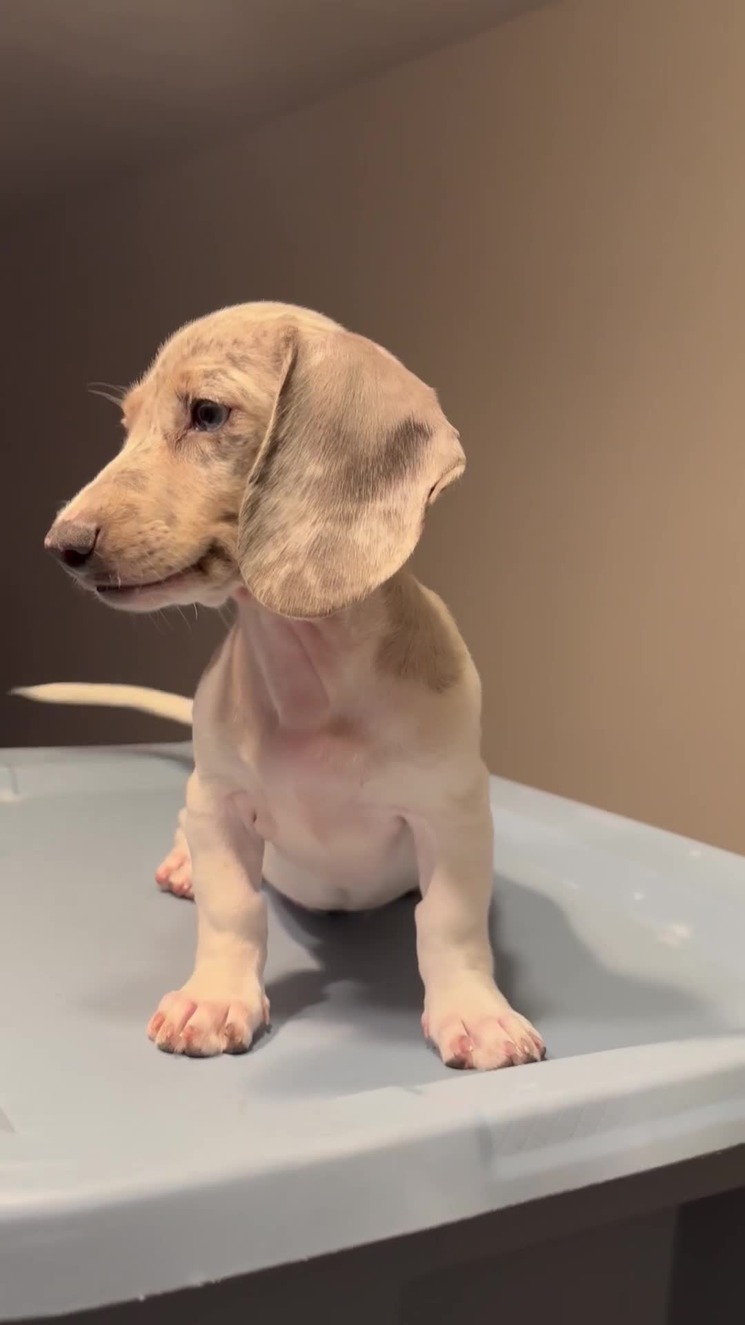 Miniature Dachshund dogs for sale: Gina - Video 1