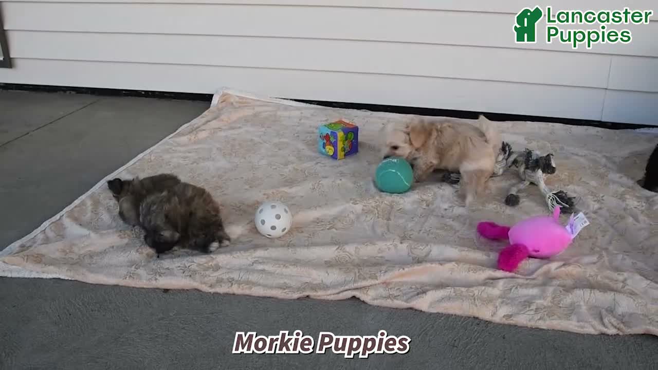 Morkie dogs for sale: Benji - Video 1