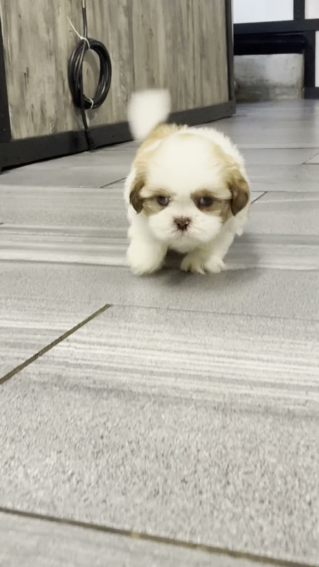 Shih Tzu dogs for sale: Kia (AKC) - Video 1