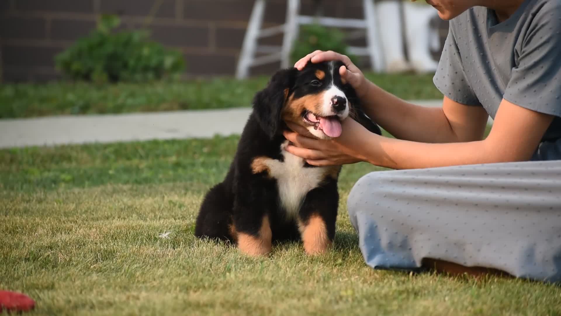 Bernese Mountain Dog dogs for sale: Maverick - Video 1