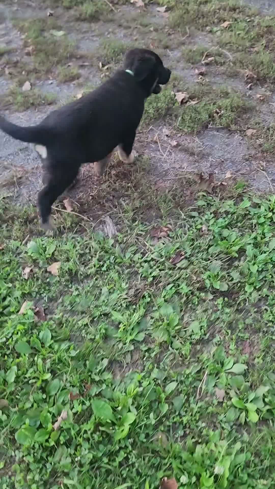 German Shepherd dogs for sale:  Tar - Video 1