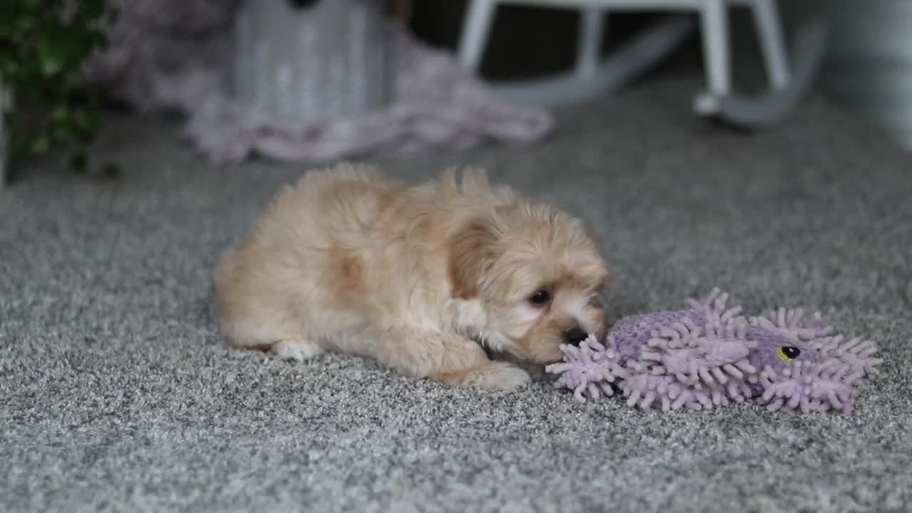 Havapoo dogs for sale: Rhett - Video 1