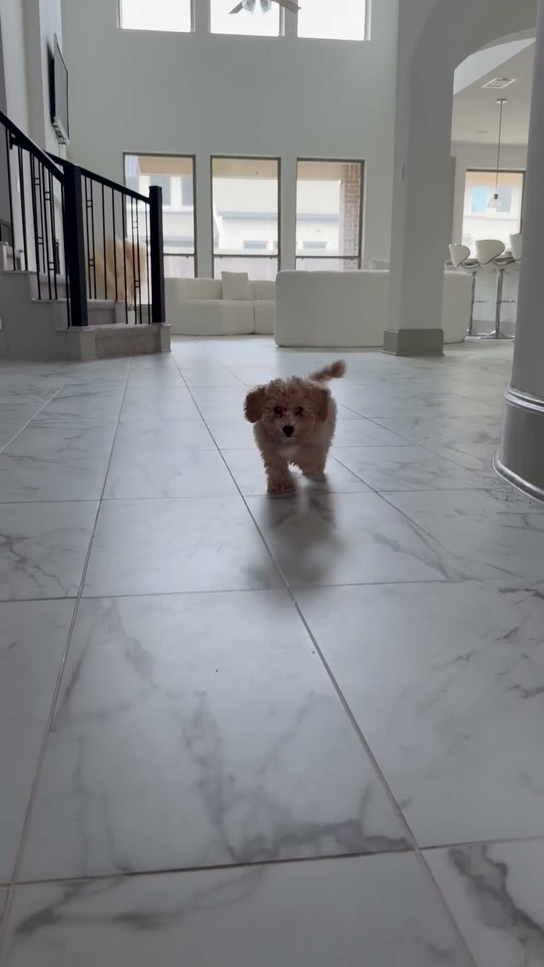 Mixed Breed dogs for sale: Male puppy #1 - Video 1
