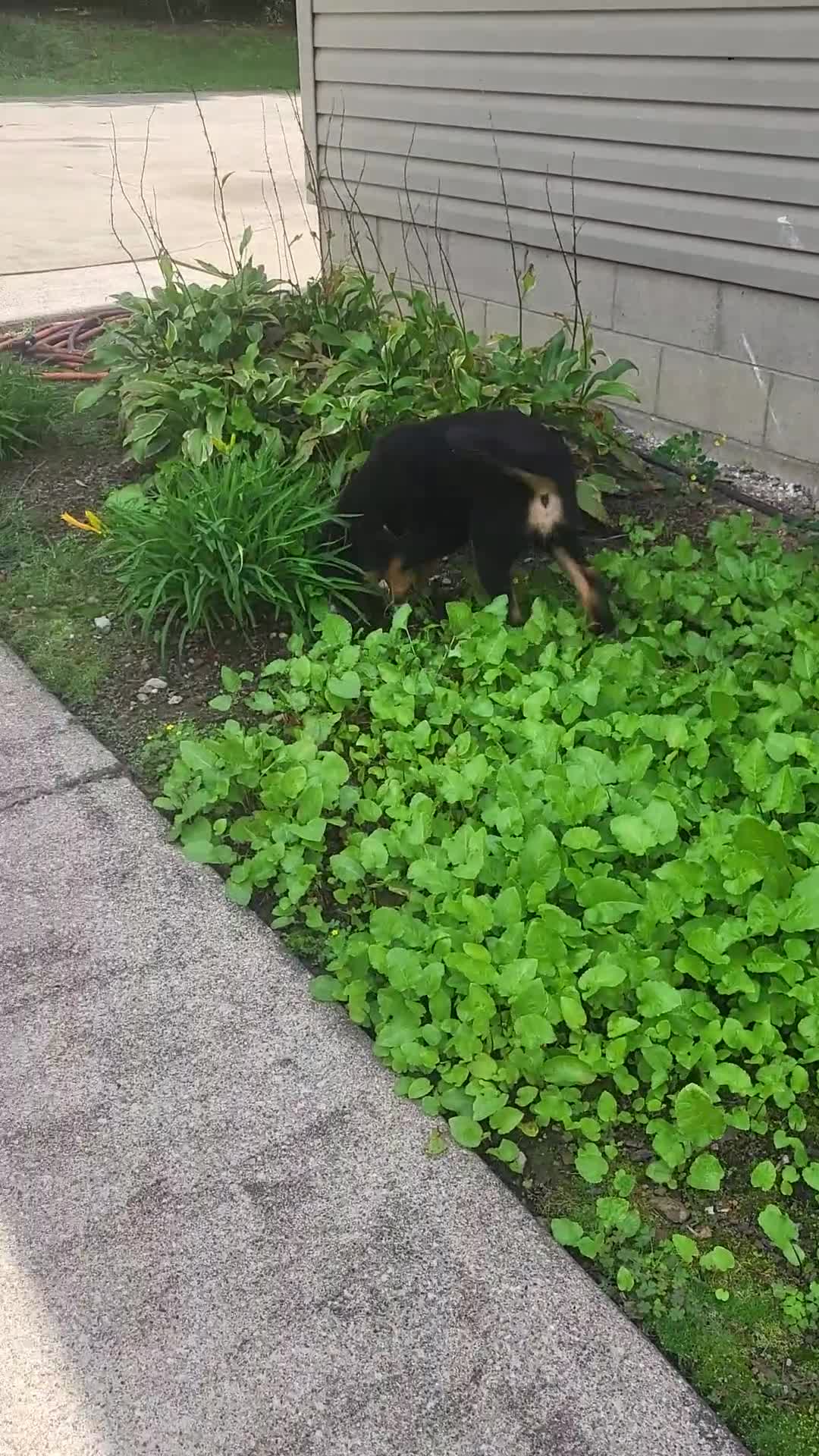 Mixed Breed dogs for sale: Teddy - Video 1
