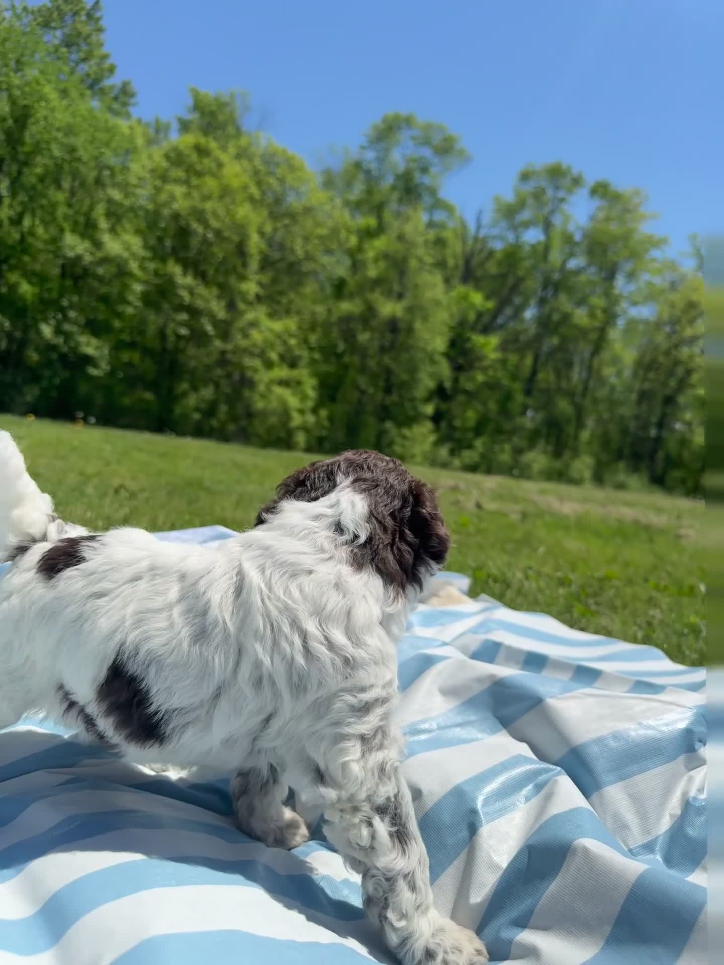 Lagotto Romagnolo dogs for sale: Lagotto Romagnolo Puppy 2 - Video 1