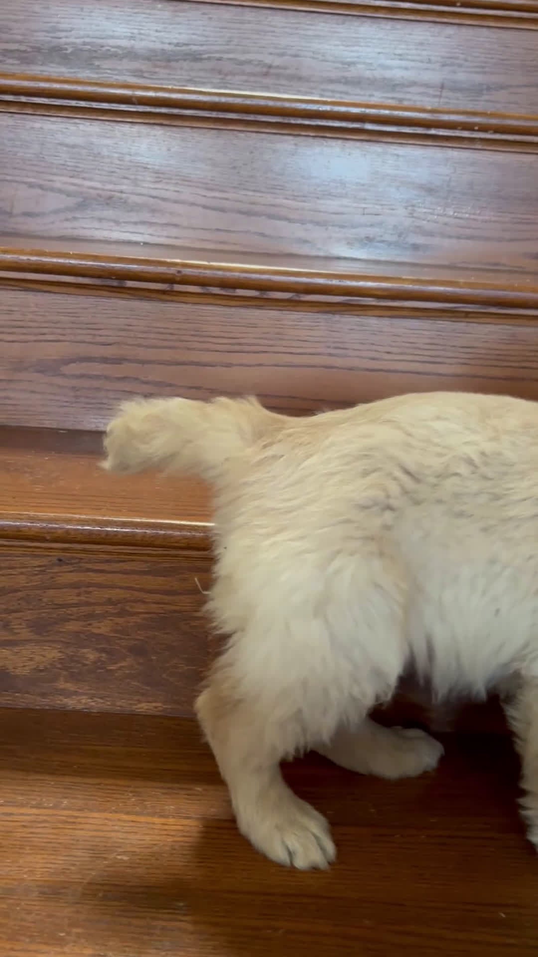 Golden Retriever dogs for sale: Red - Video 1