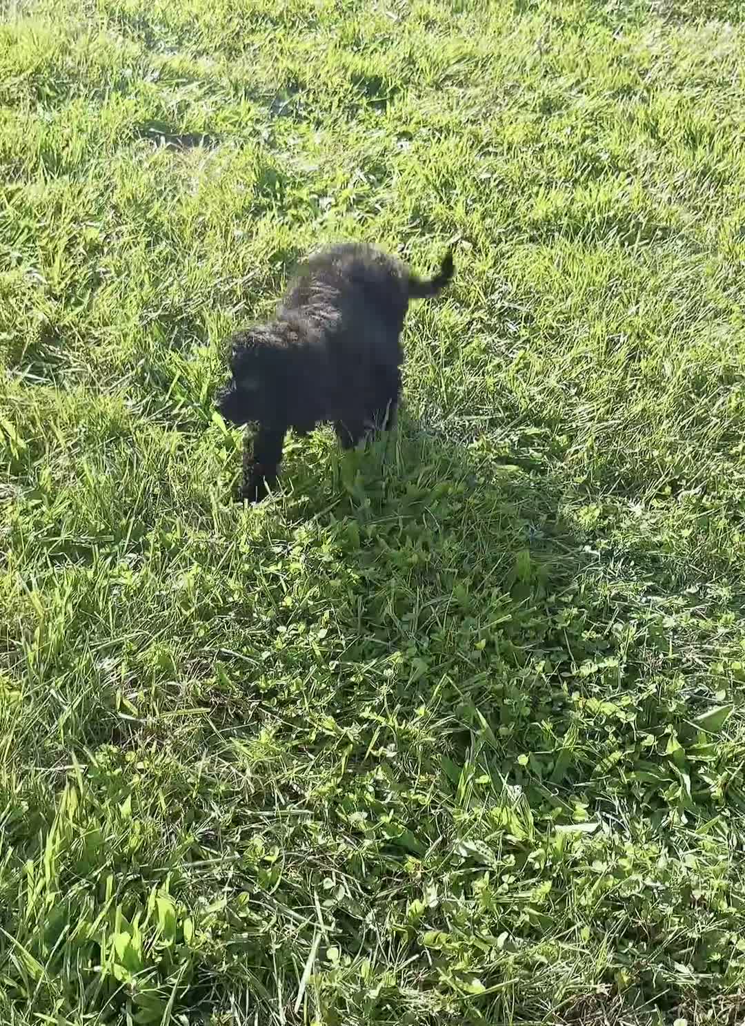 Mini Goldendoodle dogs for sale: Bailey - Video 1