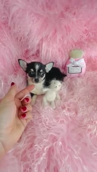Chihuahua dogs for sale: Chihuahua Puppy 1 - Video 1