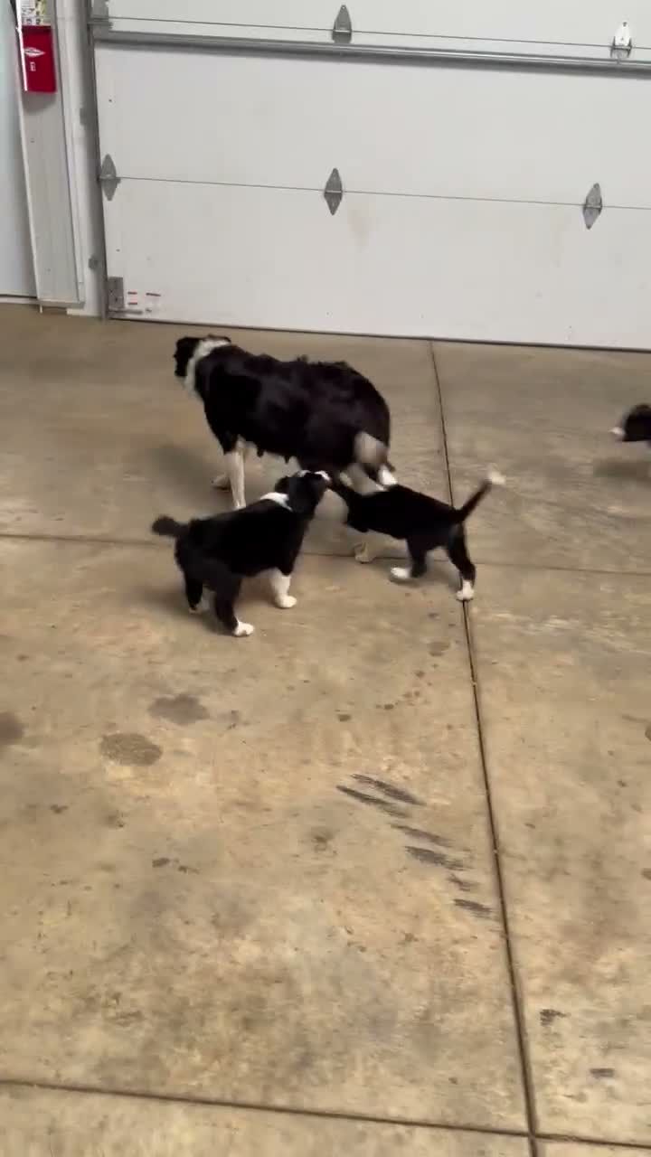 Border Collie dogs for sale: King - Video 4