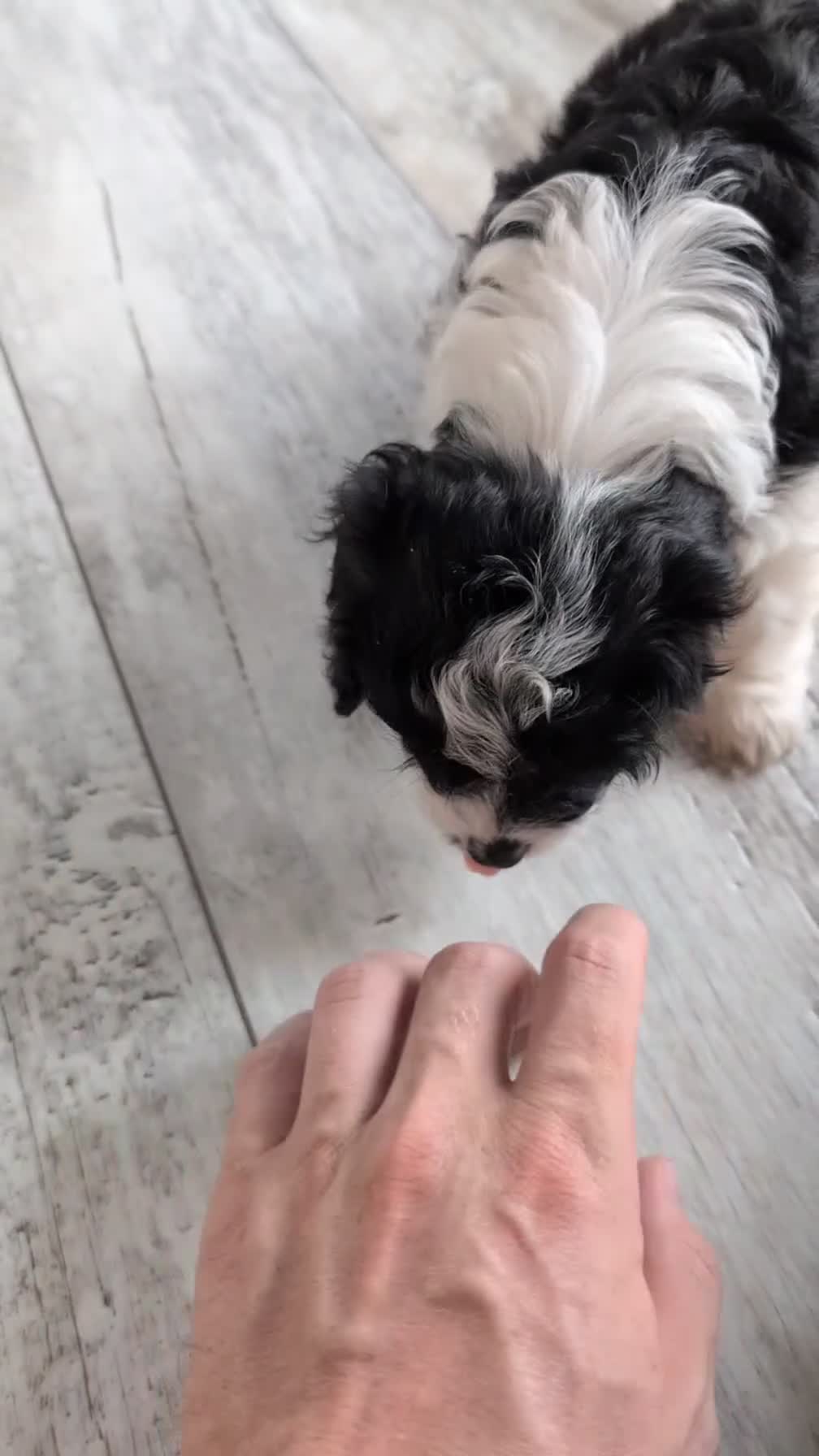 Cavapoo dogs for sale: Sparky - Video 1