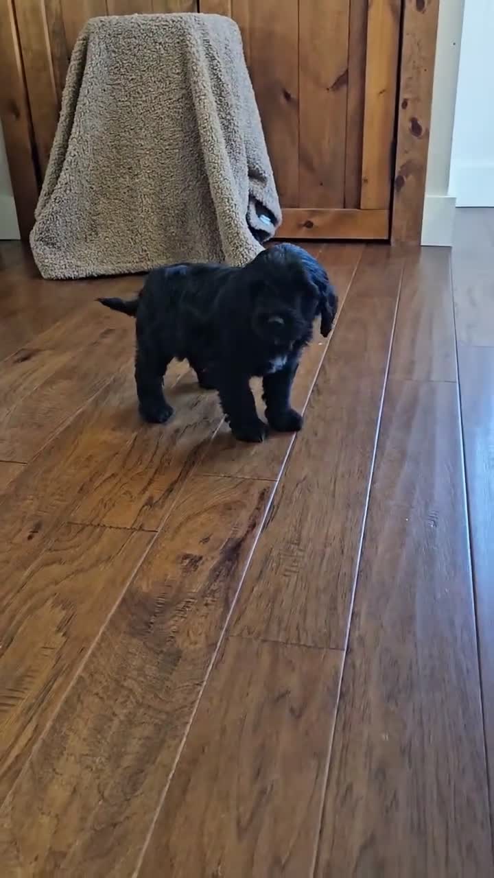 Portuguese Water Dog dogs for sale: Enzo - Video 1
