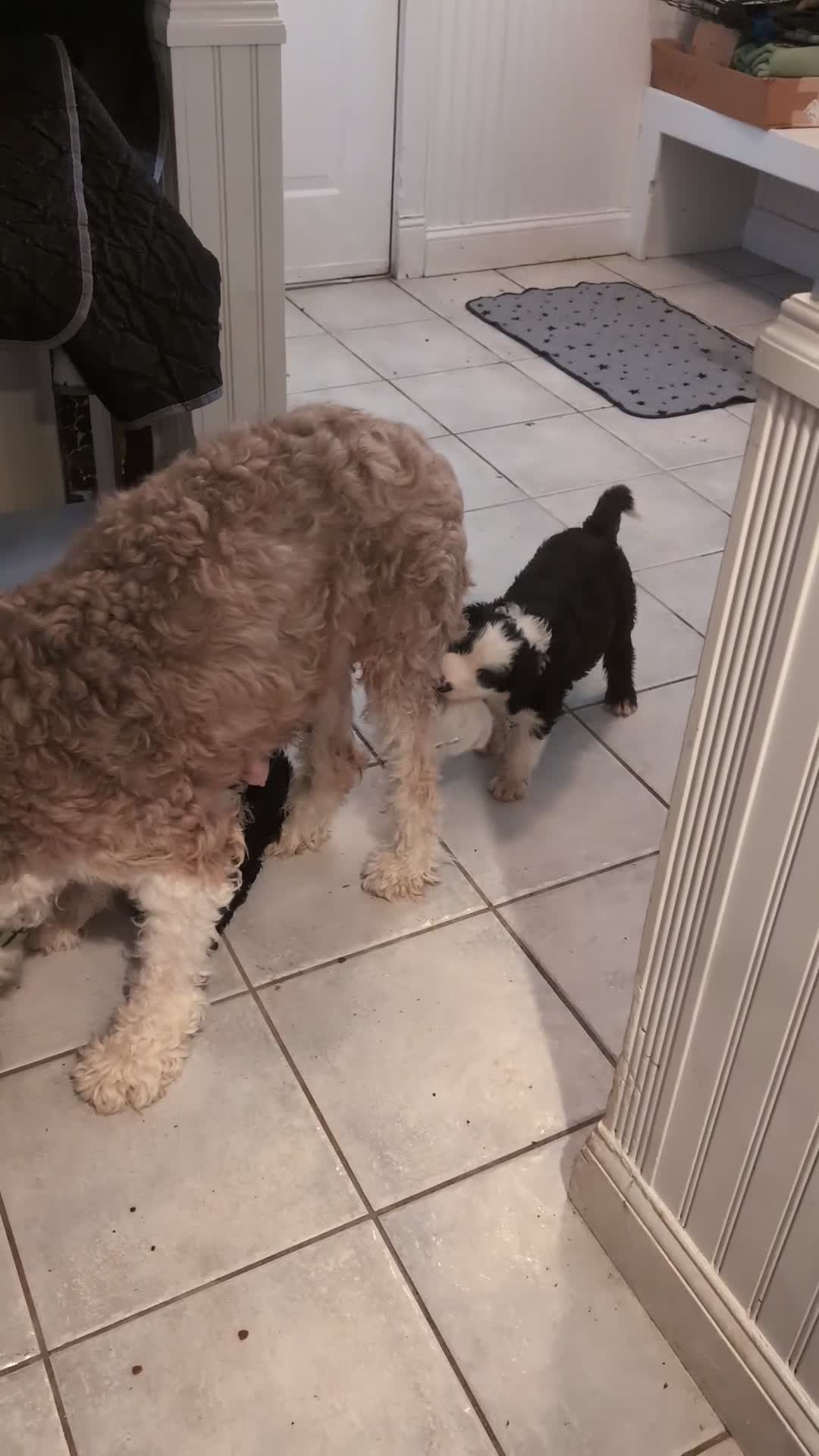 Sheepadoodle dogs for sale: Sheepadoodle Puppy 1 - Video 2