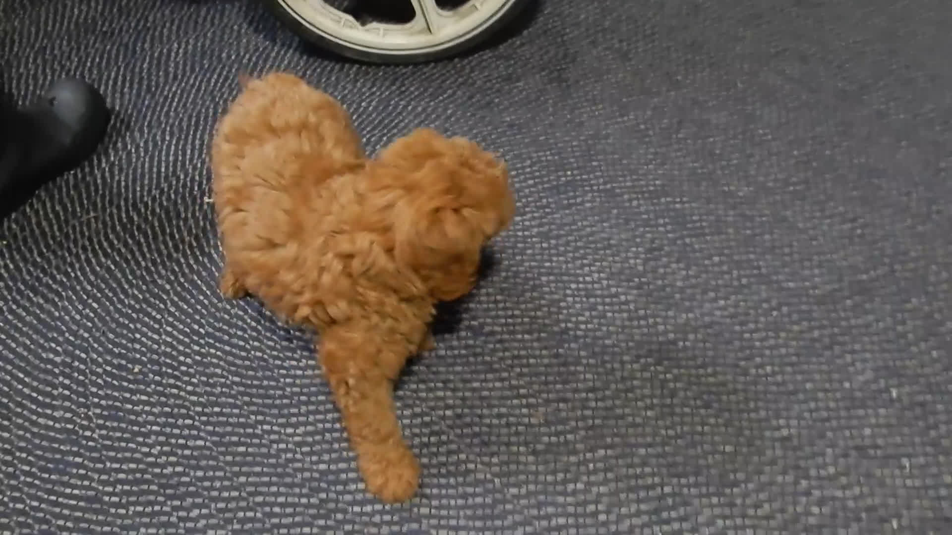 Mini Goldendoodle dogs for sale: Evan - Video 1