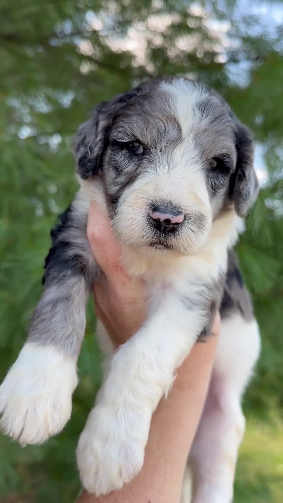 Goldendoodle dogs for sale: Mabel - Standard F1b - Video 1