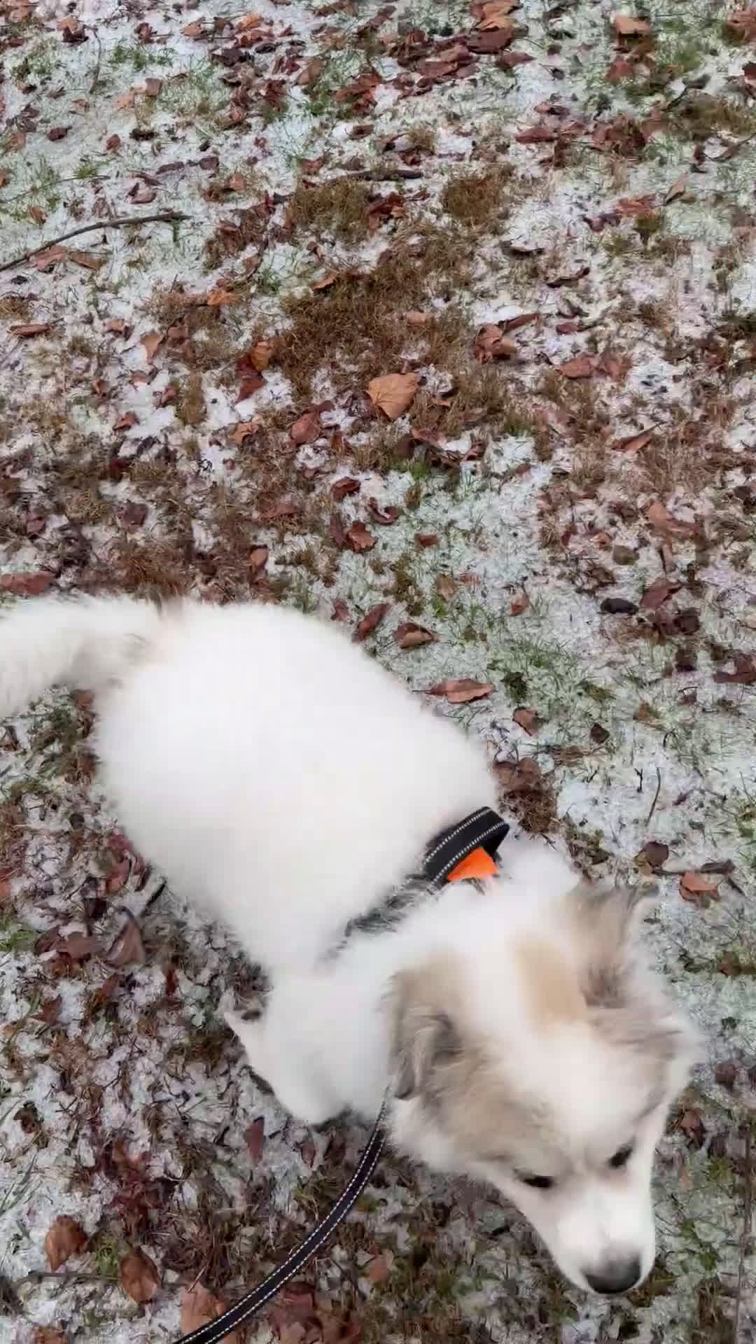 Great Pyrenees dogs for sale: Ravvy - Video 1