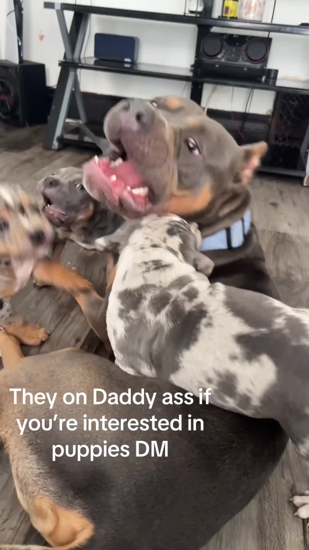 American Bully dogs for sale: Future - Video 1