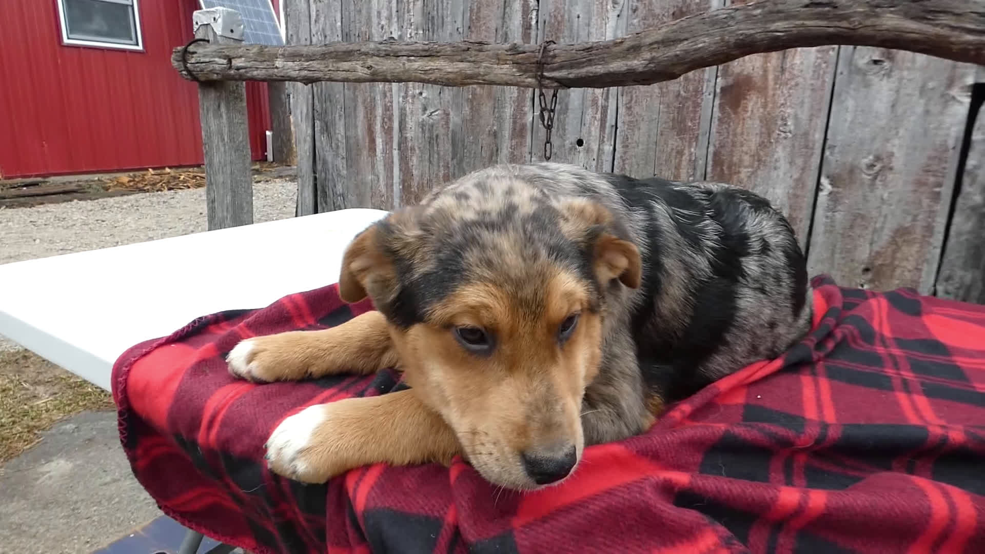 Mixed Breed dogs for sale: Mixed Breed Puppy 1 Star Burst - Video 1