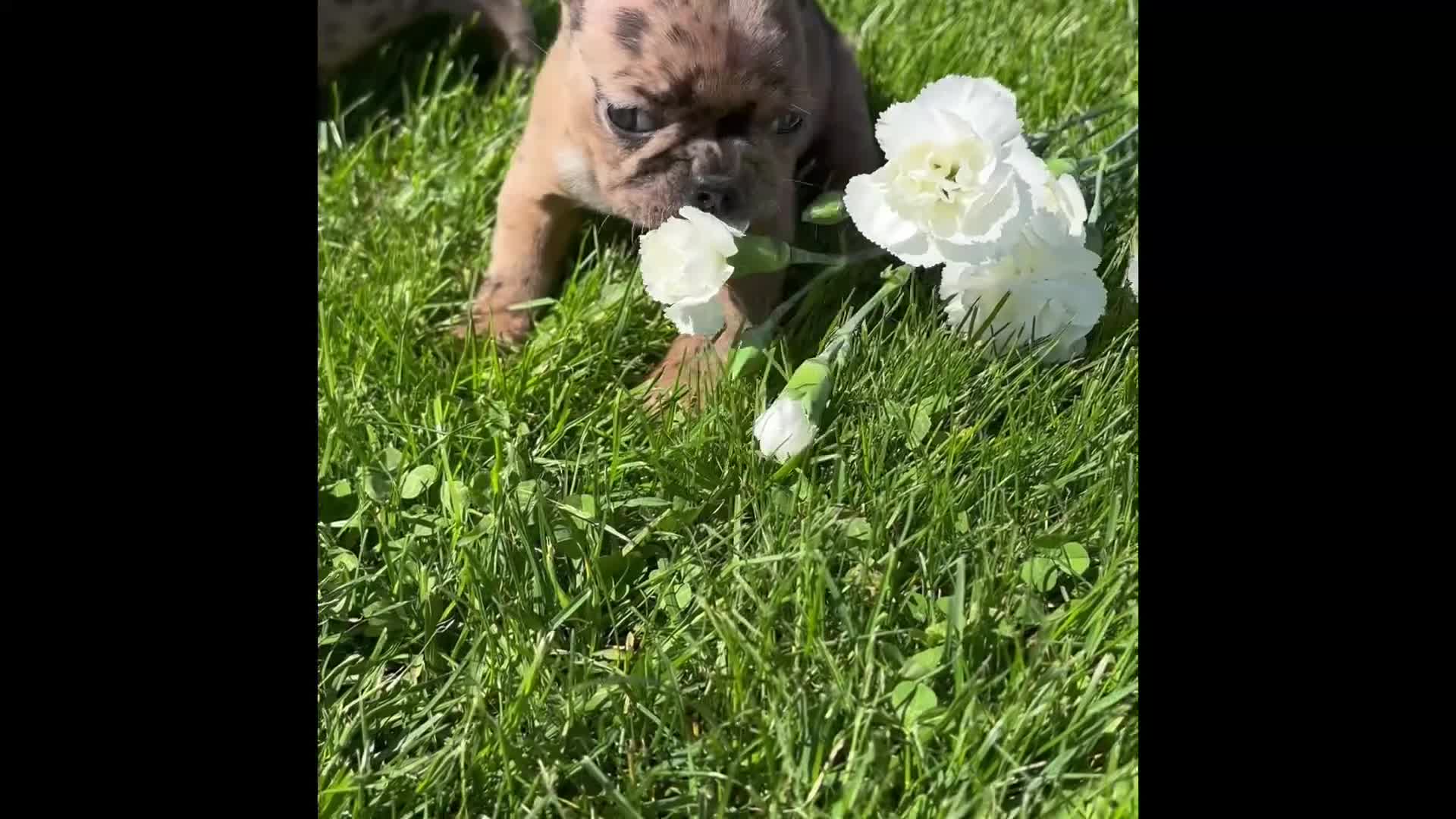 Frenchton dogs for sale: Cookie - Video 1