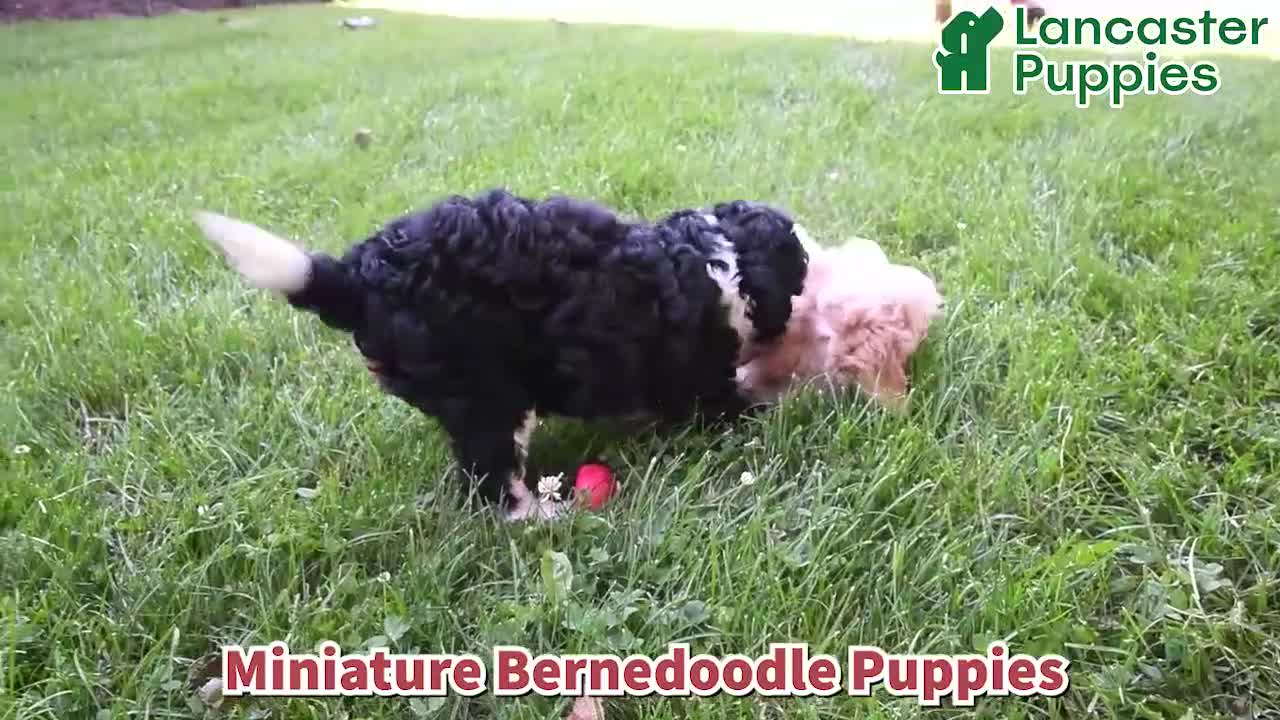 Mini Bernedoodle dogs for sale: Moonshine - Video 1