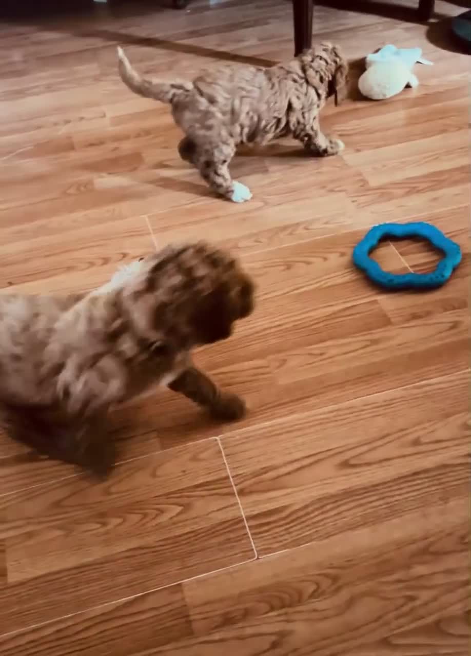 Mini Goldendoodle dogs for sale: Green collar - Video 1