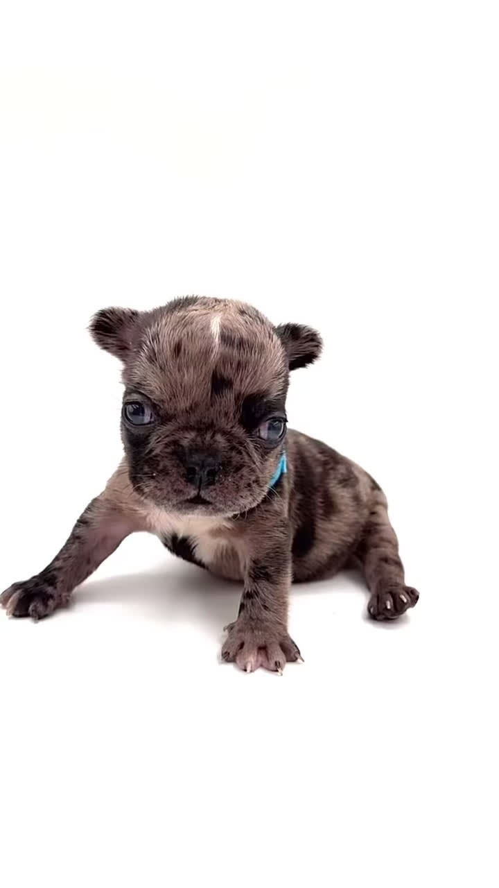 French Bulldog dogs for sale: French Bulldog Puppy 7 - Video 3